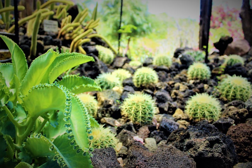 Botanical Garden, Tequila and Coffee Tour