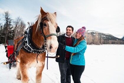 Private Horse-Drawn Sleigh Ride In Banff