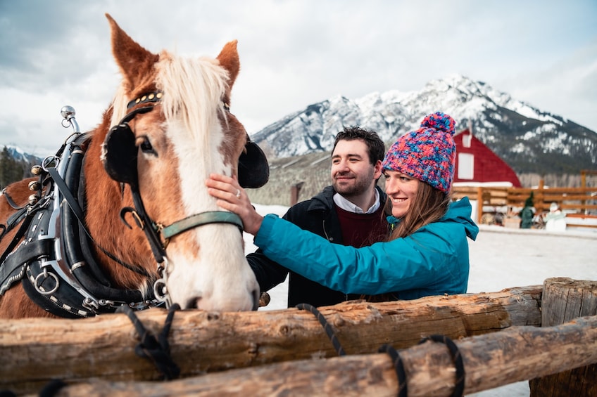 Private Horse-Drawn Sleigh Ride In Banff