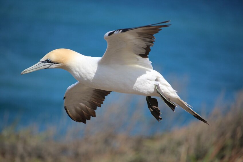 4.5hr Bay of Islands Day Cruise and Island Tour