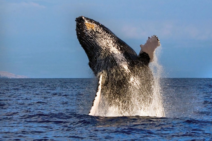 Whale jumping out of the water in Waimea 