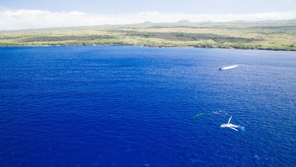 Whale Watching in Waimea