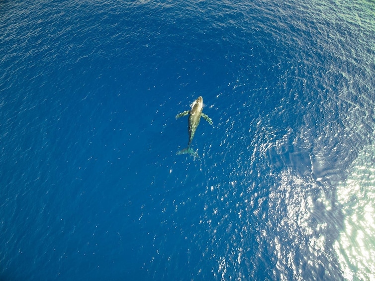 Whale Watching in Waimea