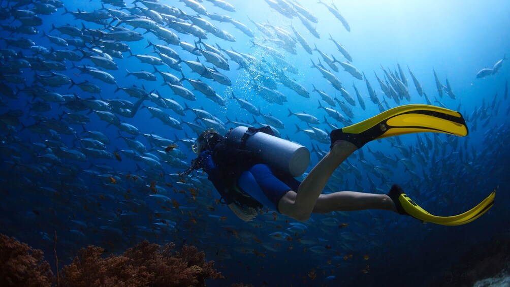 Try Scuba Diving Honolulu