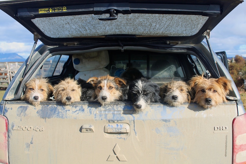 Six cute puppies sitting in the trunk of a car at a Chilean Patagonian Ranch