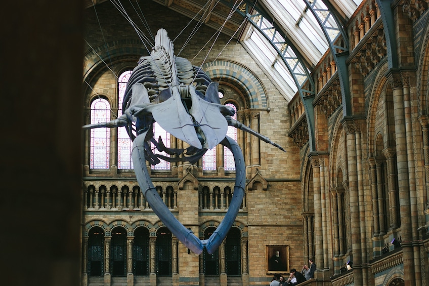 Blue whale skeleton at Natural History Museum in London, England
