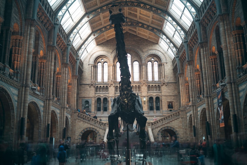 Large dinosaur skeleton at the Natural History Museum in London, England