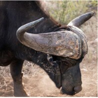 SAFARI IN FAIRY GLEN GAME RESERVE TOUR