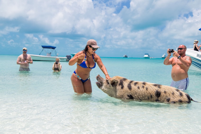 Woman in swimsuit pets large pig in waters of Exuma, Bahamas