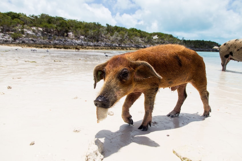 Show item 3 of 10. Full-Day Exuma Adventure with Swimming Pigs