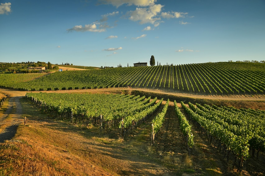 Panoramic view of Chianti vineyard in Tuscany
