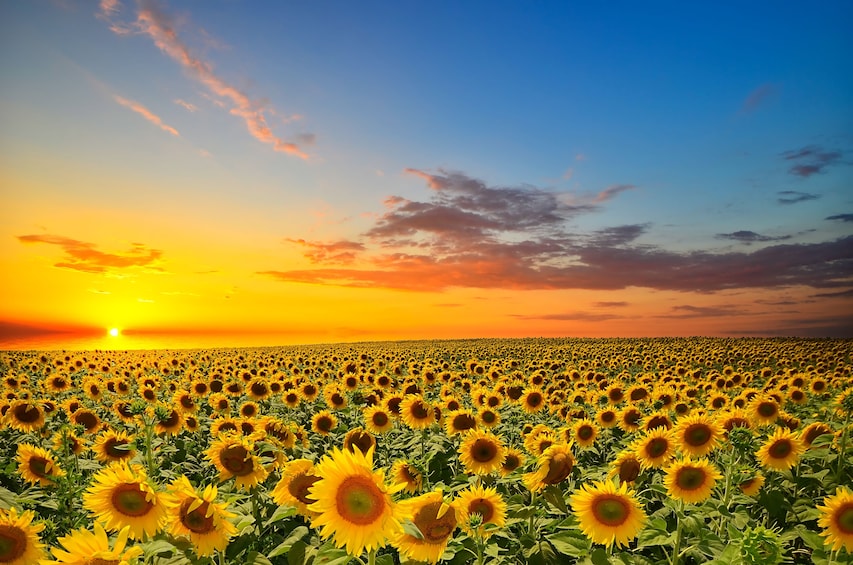 Sunflower fields in Tuscany