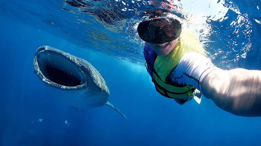Person taking a selfie while snorkeling near a whale shark in the waters of Cabo San Lucas