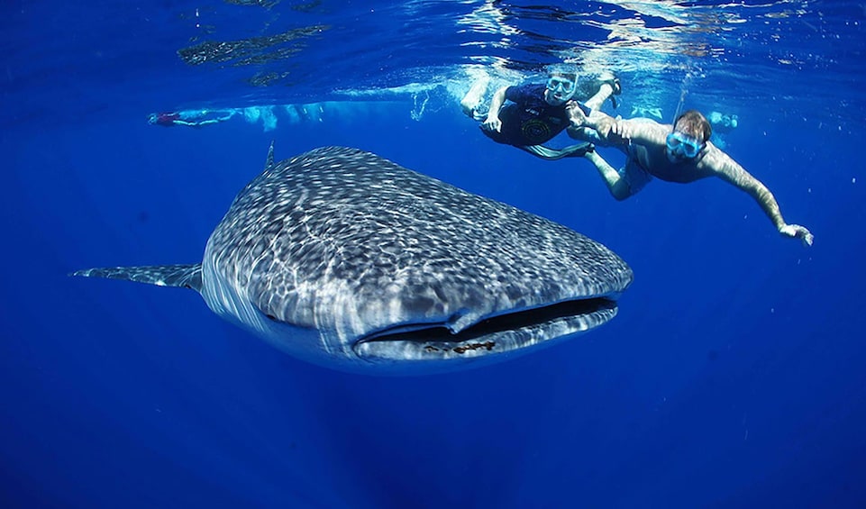 People snorkeling near a whale shark in Cabo San Lucas