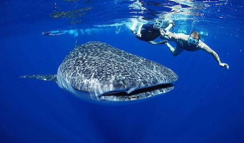 Tout compris Requin-baleine et lions de mer sur un catamaran à voile de 60 ...