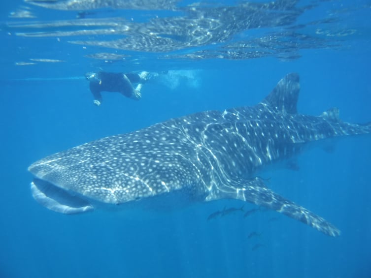 Person snorkeling near a whale shark in Cabo San Lucas