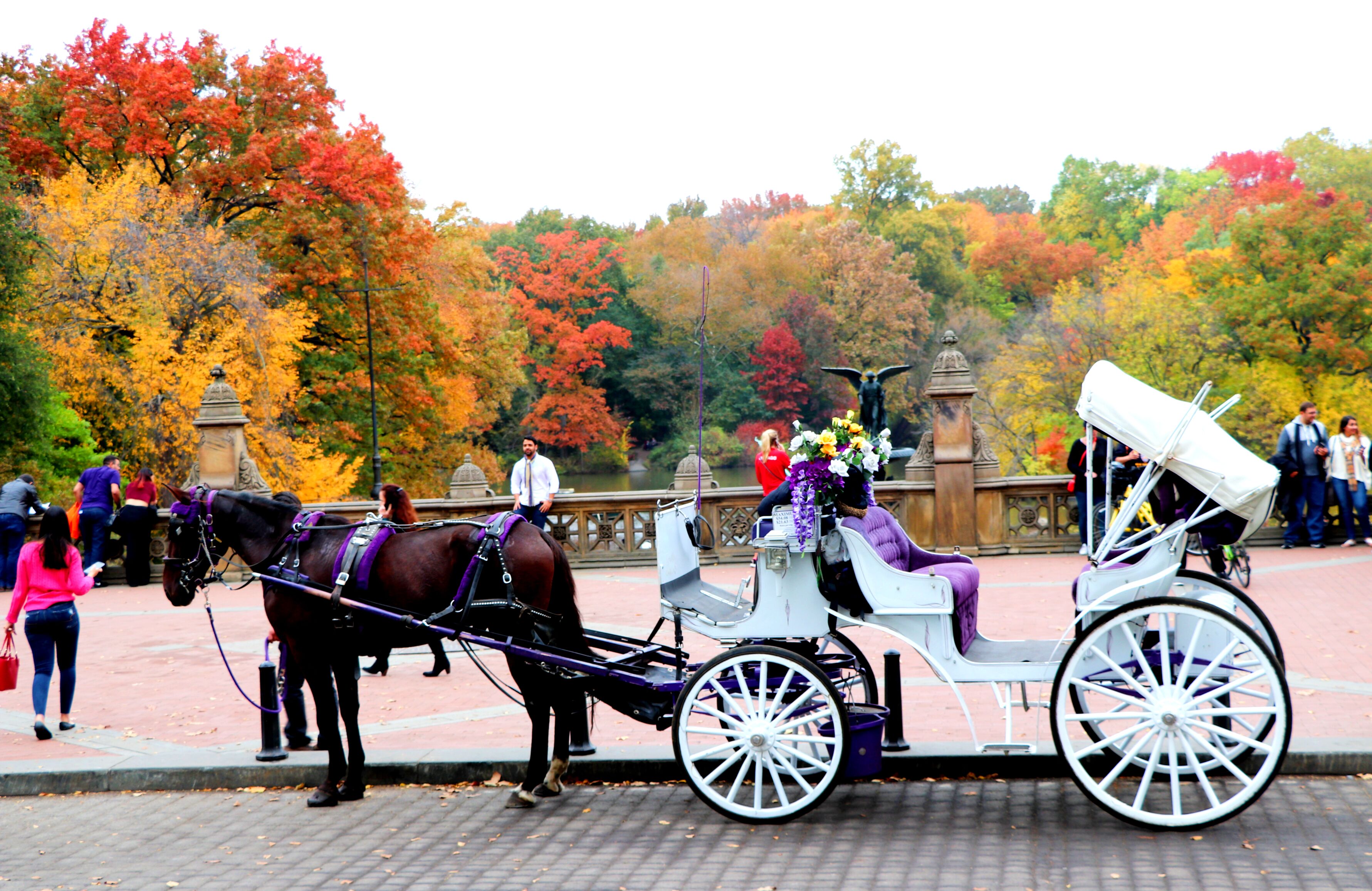 With this ride, you pass by many historical landmarks of the Central Park b...