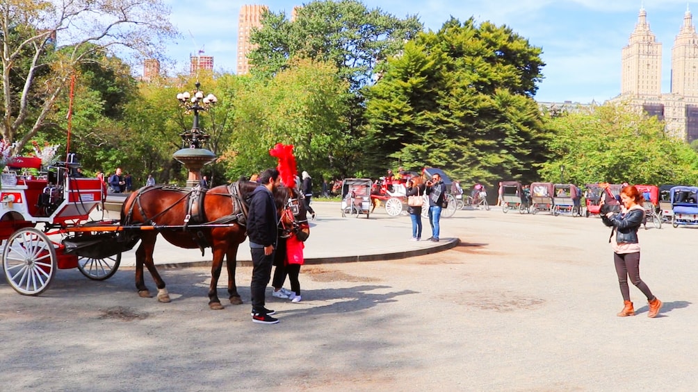 Standard Central Park Horse Carriage Ride