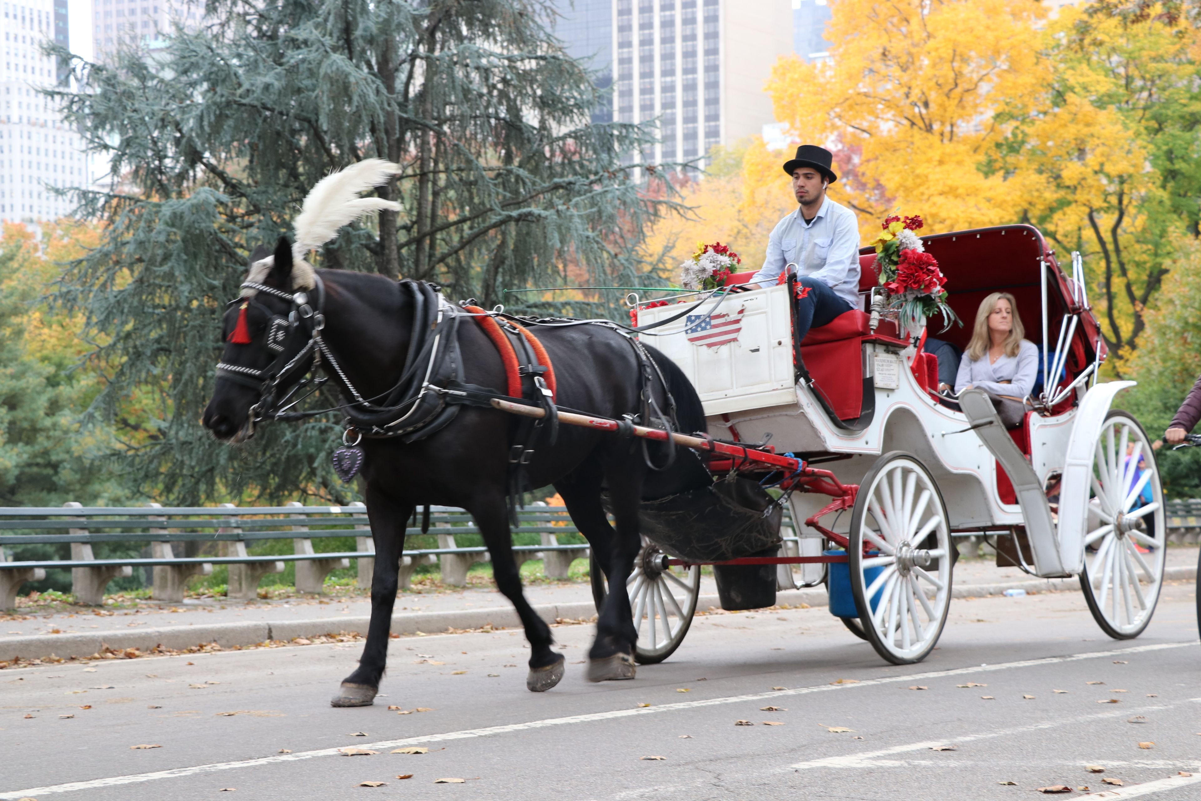 A Horse and Carriage Ride in Central Park