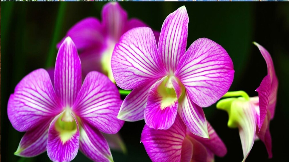 Nha Phu Bay - Amazing Island Tour From Nha Trang