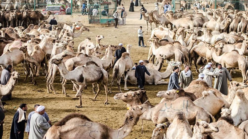  Private Tour to Camel Market of Birqash