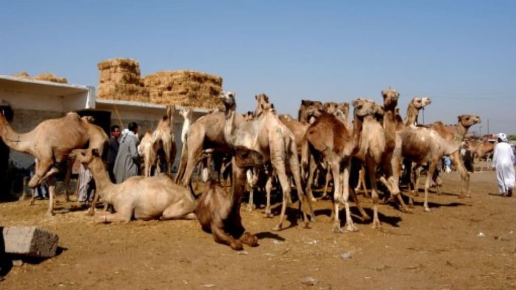  Private Tour to Camel Market of Birqash