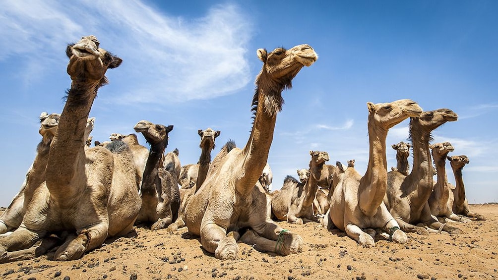  Private Tour to Camel Market of Birqash