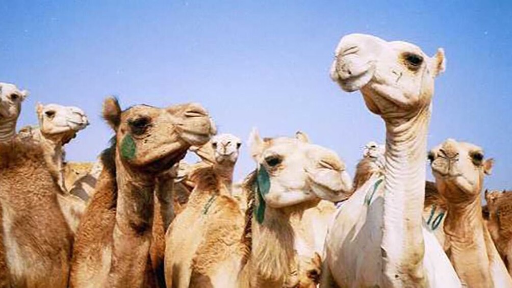  Private Tour to Camel Market of Birqash