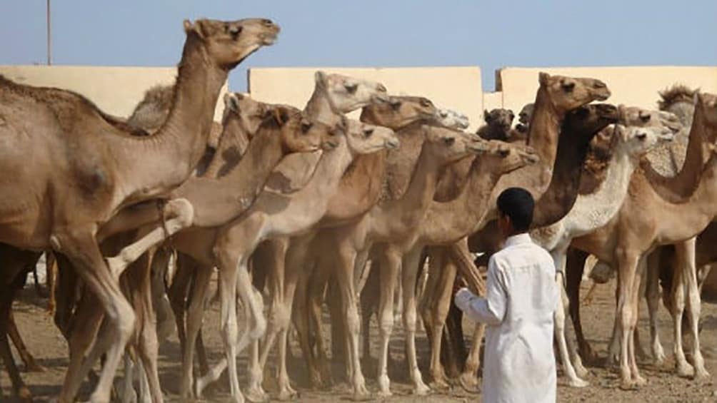  Private Tour to Camel Market of Birqash