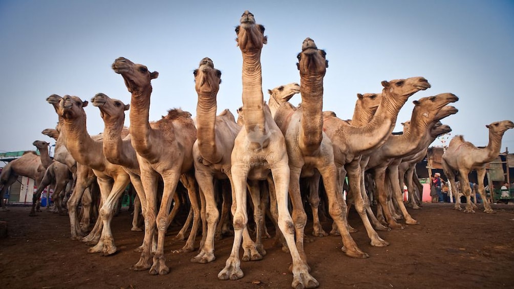  Private Tour to Camel Market of Birqash