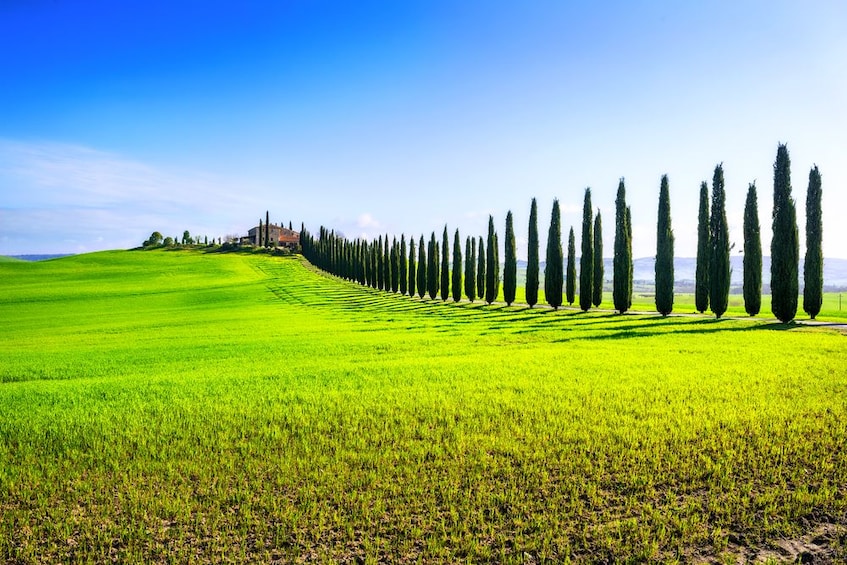 Line of trees in the region of Val d'Orcia region of Florence, Italy
