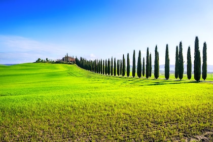 Montalcino, Montepulciano & Pienza day tour from Florence