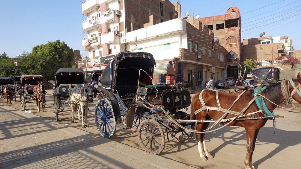 Line of empty horses and carriages in Aswan, Egypt