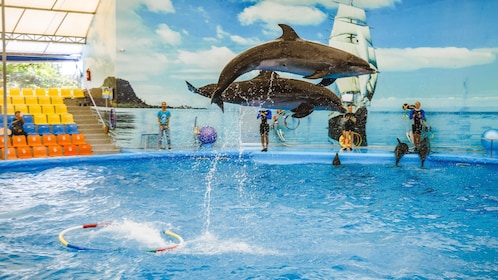 Skip-the-Line: Nemo Dolphins Bay Show Ticket