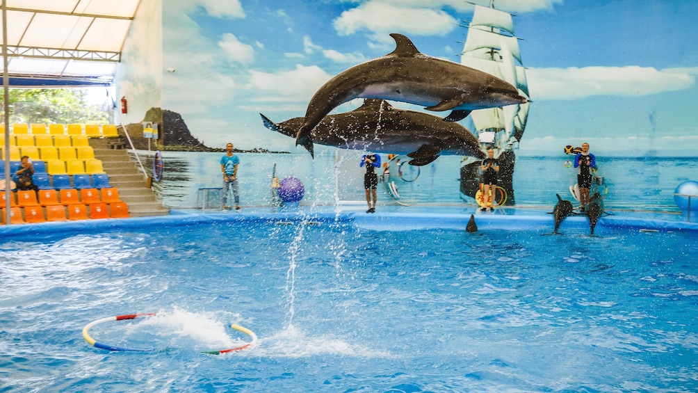 Skip-the-Line Nemo Dolphins Bay Show Ticket