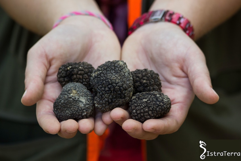 Show item 2 of 3. TRUFFLES & WINE - Hunting & Tasting in Istria, Slovenia