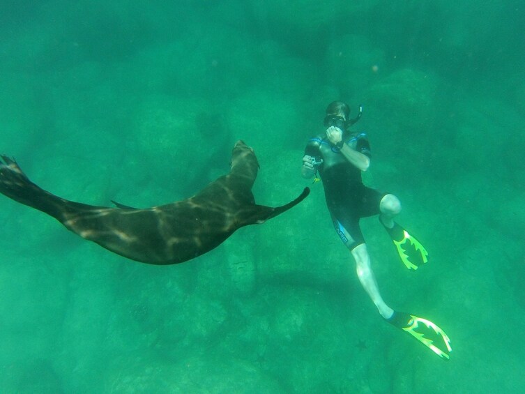 Snorkeler takes photo of sea lion up close