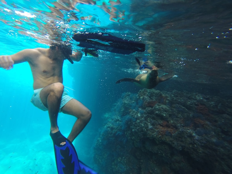 Snorkeler under water with sea lion