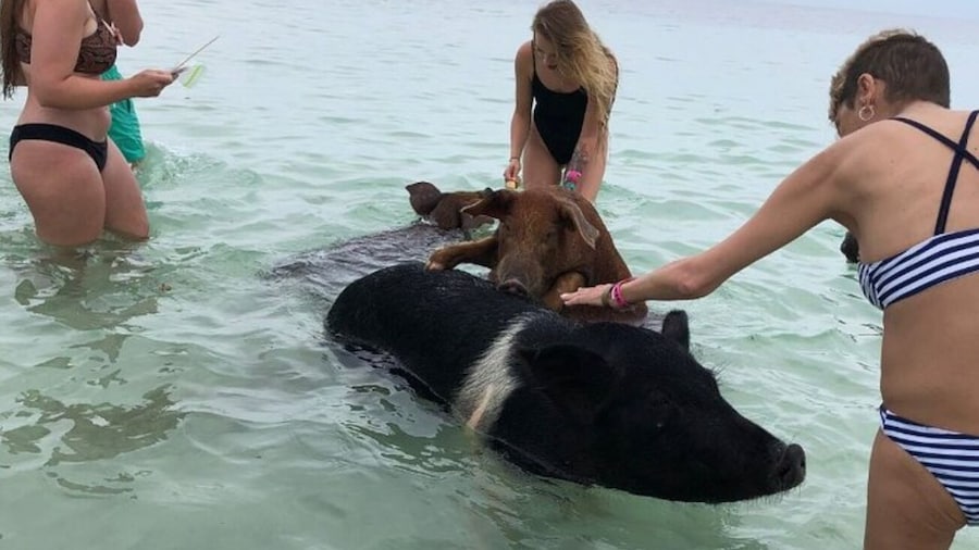 Swimming with Pigs
