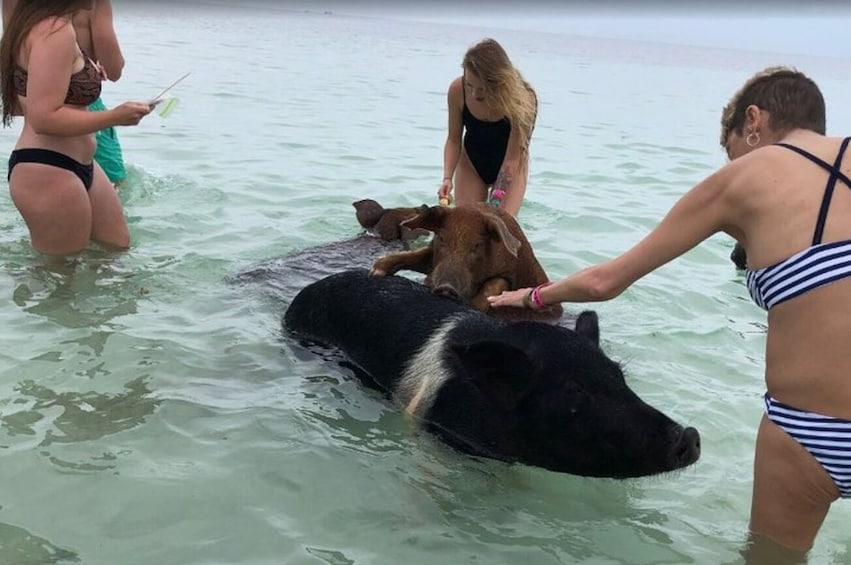 Swimming with Pigs
