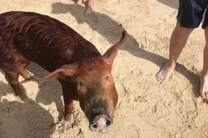 Swimming with Pigs