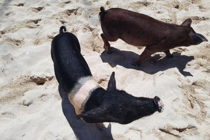 Swimming with Pigs