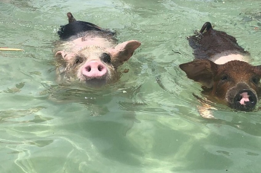 Swimming with Pigs