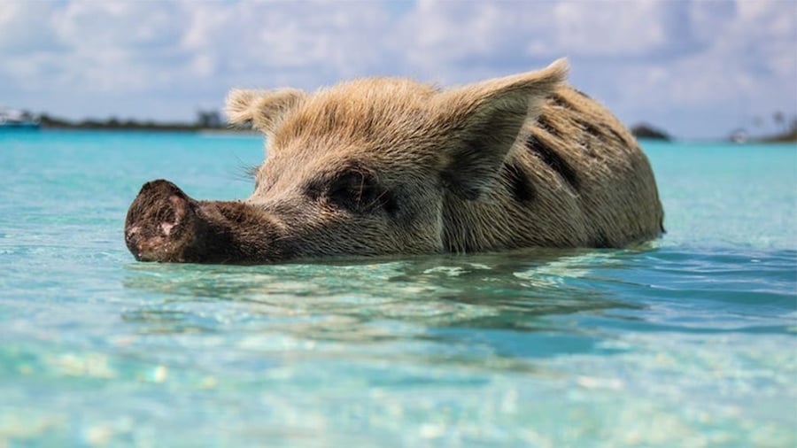 Swimming Pig on Grand Bahama Island