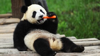 Pure View Giant Panda & Leshan Buddha Group Tour ex-Chengdu