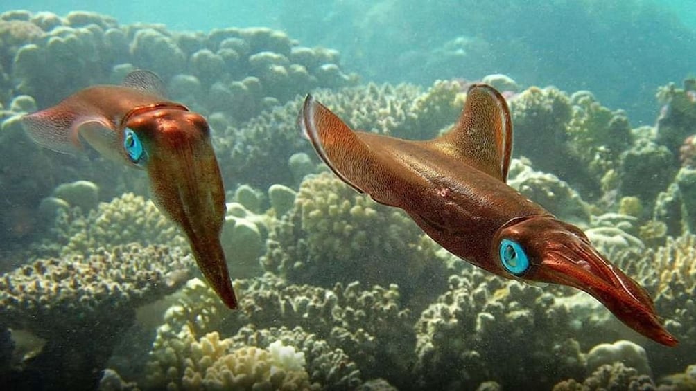 Large, orange fish in coral reefs