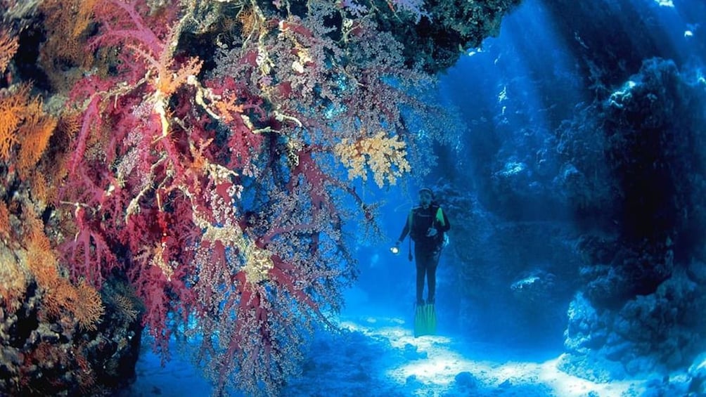 Colorful coral underwater with snorkeler in the background