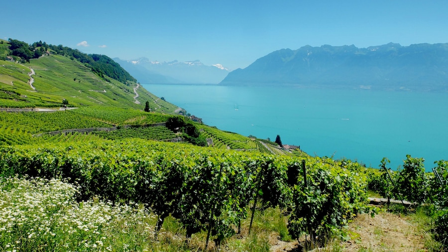 Vineyards and Lake Geneva in Lavaux, Switzerland