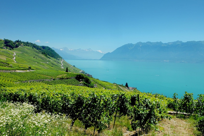 Vineyards and Lake Geneva in Lavaux, Switzerland