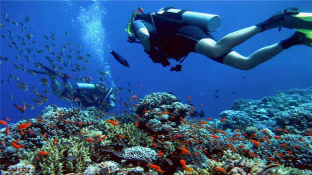 Snorkelers swims over coral and small fish in Hurghada, Egypt